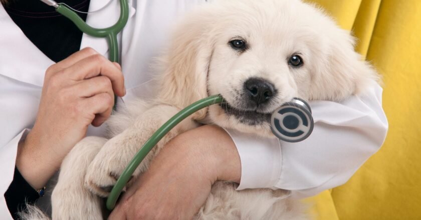 The Cash Flow Lifeline: Using a Line of Credit for Veterinary Practice Lending Needs